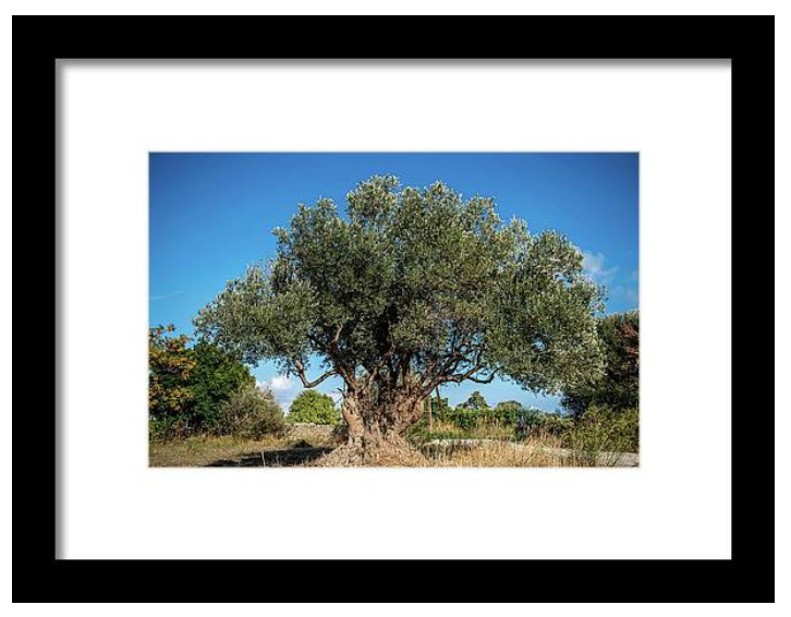 Olive tree